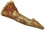 Fossil Sawfish (Onchopristis) Rostral Barb - Morocco #311226-1